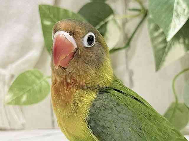 
                    ボタンインコ
