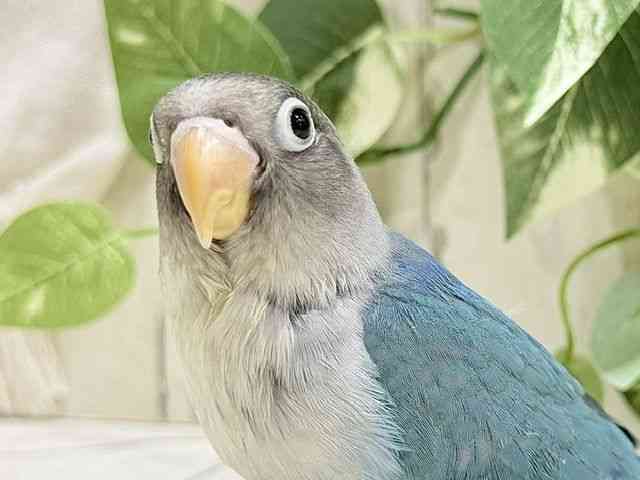 
                    ボタンインコ