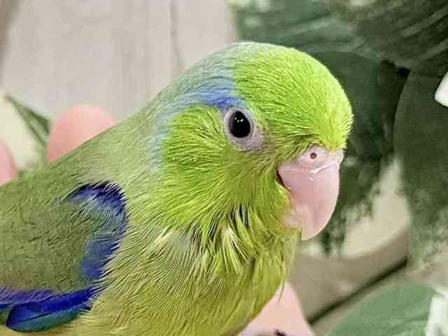 
                    マメルリハ
