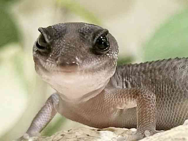 ニシアフリカトカゲモドキ