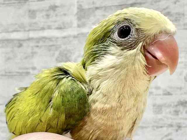 
                    オキナインコ