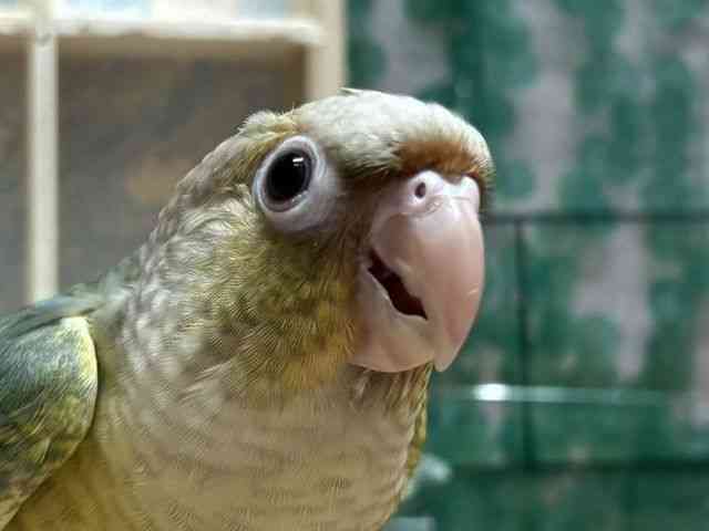 
                    ホオミドリアカオウロコインコ