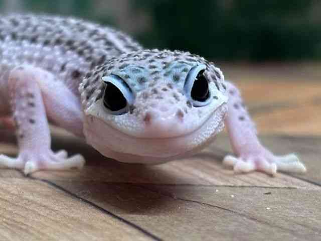 ヒョウモントカゲモドキ