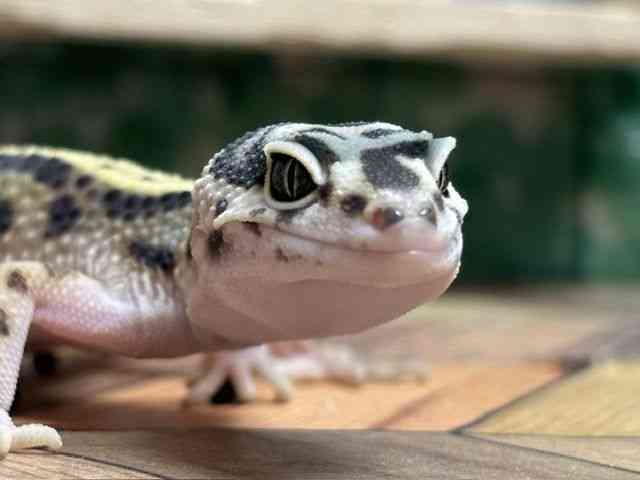 ヒョウモントカゲモドキ
