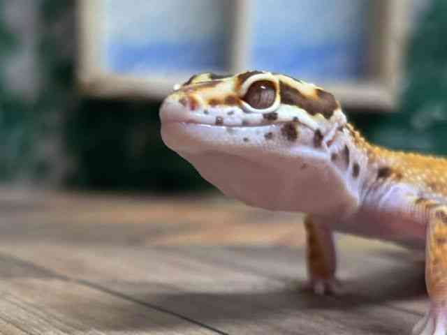 ヒョウモントカゲモドキ