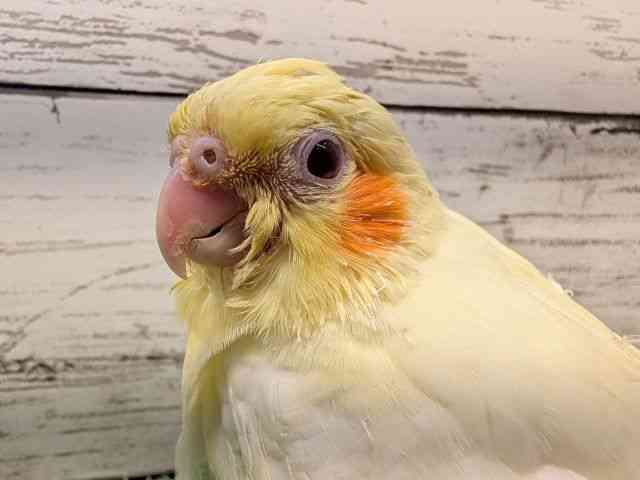 
                    オカメインコ