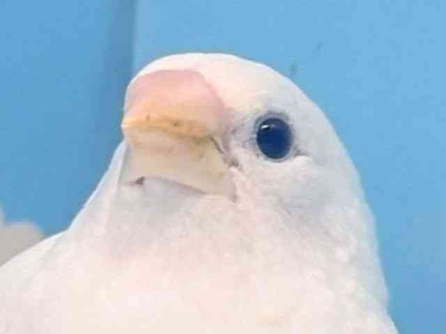 
                    ジュウシマツ