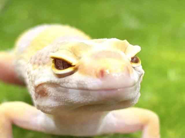 ヒョウモントカゲモドキ
