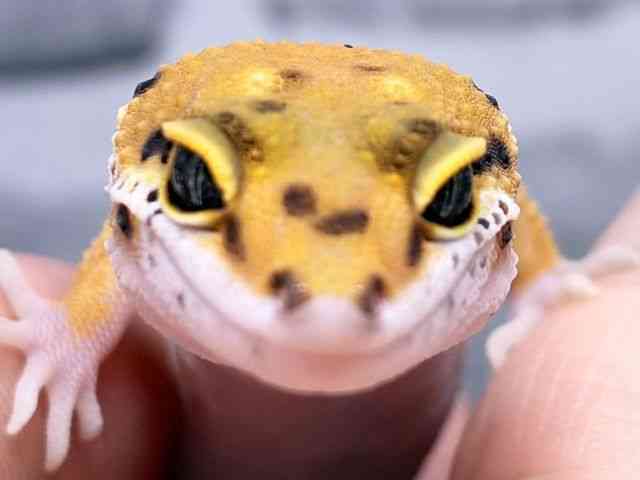 ヒョウモントカゲモドキ