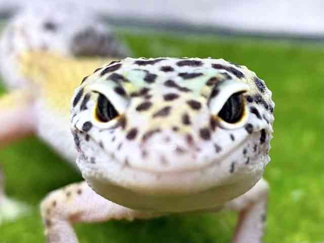 ヒョウモントカゲモドキ