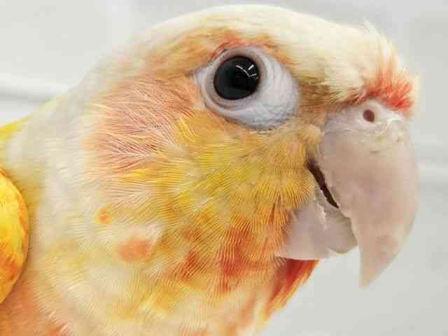 
                    ホオミドリアカオウロコインコ