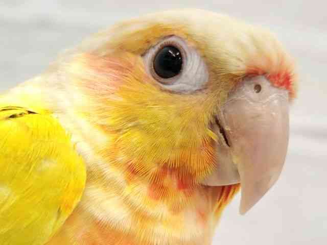 
                    ホオミドリアカオウロコインコ