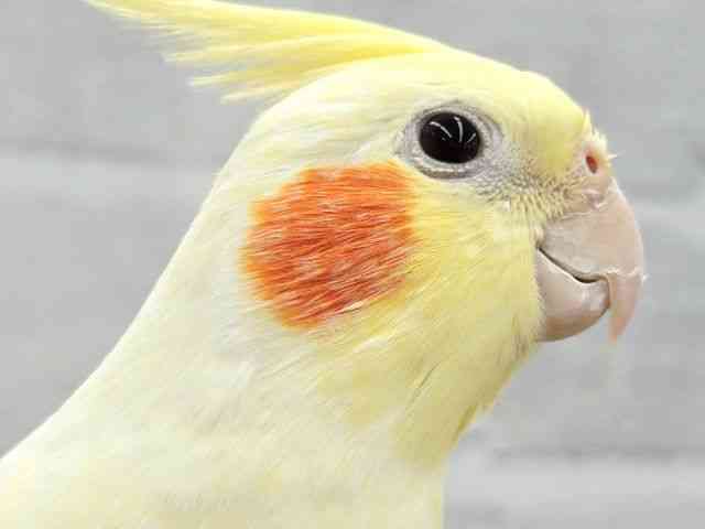 
                    オカメインコ