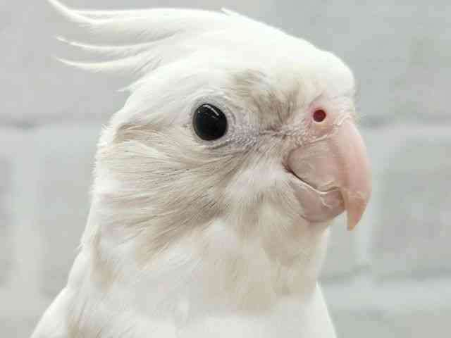 
                    オカメインコ