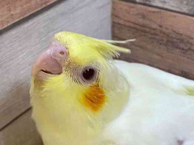 
                    オカメインコ