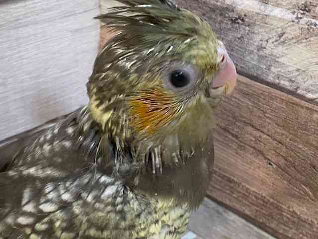 
                    オカメインコ