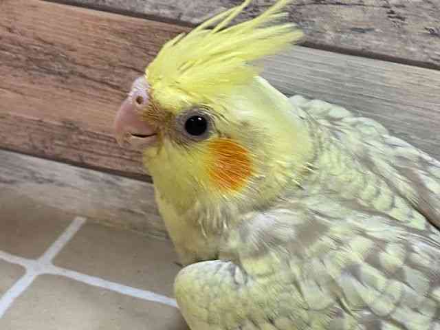 
                    オカメインコ