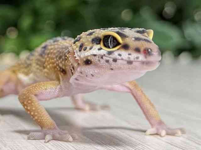ヒョウモントカゲモドキ