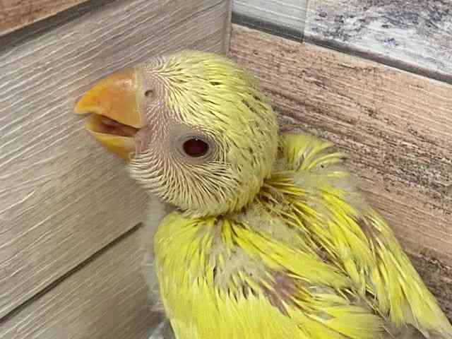 
                    コザクラインコ