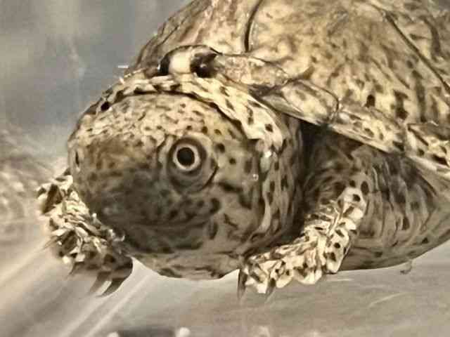 カブトニオイガメ