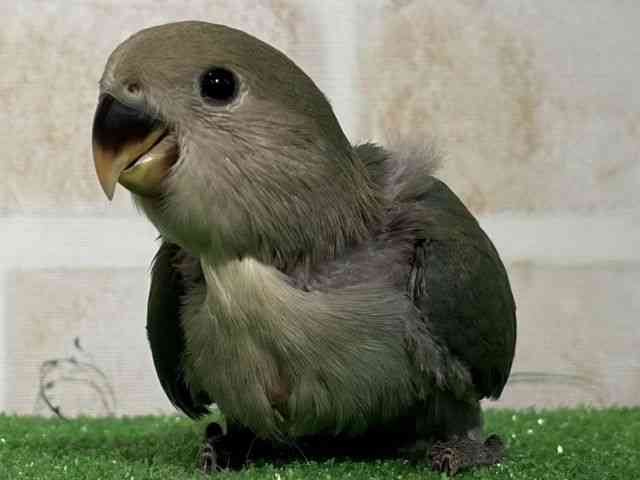 
                    コザクラインコ