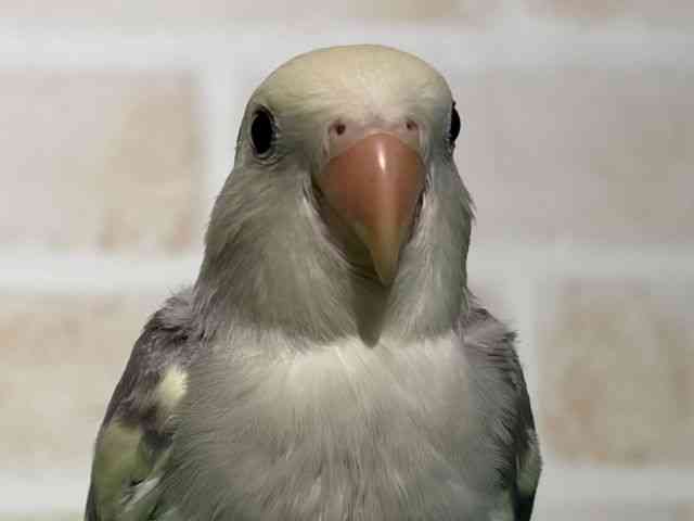 
                    コザクラインコ