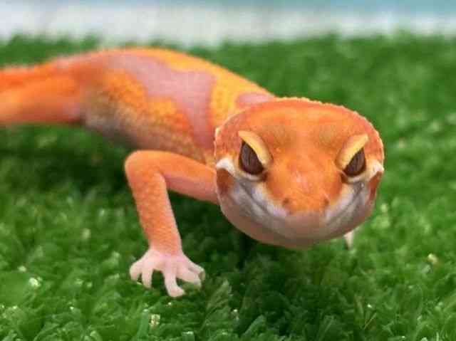 ヒョウモントカゲモドキ