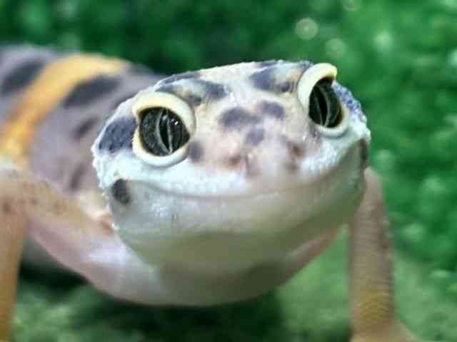 ヒョウモントカゲモドキ