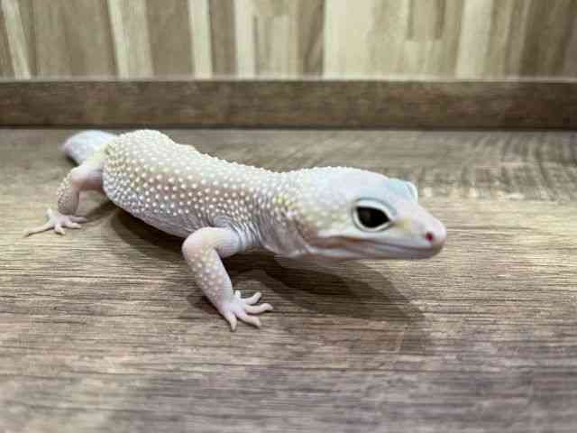 ヒョウモントカゲモドキ