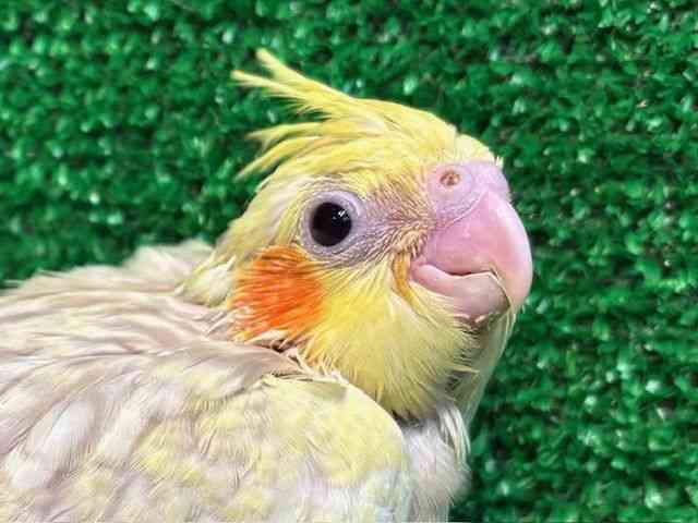 
                    オカメインコ