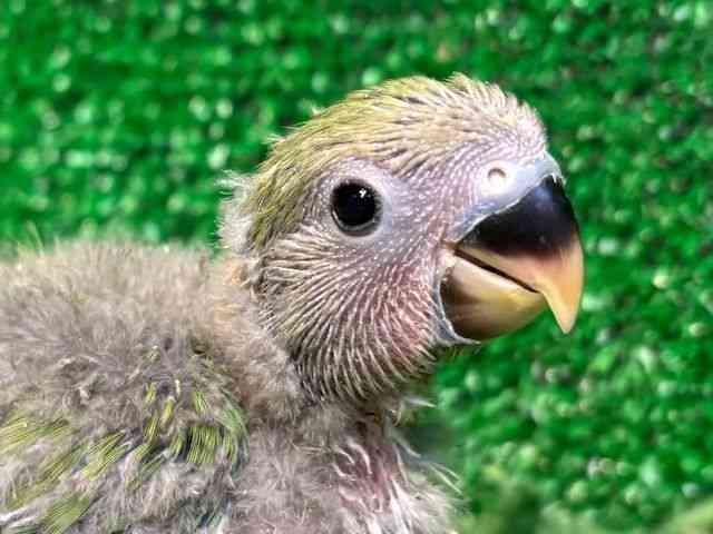 
                    コザクラインコ