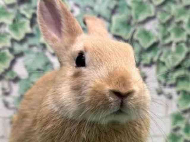 
                    ミニウサギ