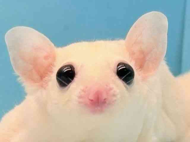 
                    フクロモモンガ
