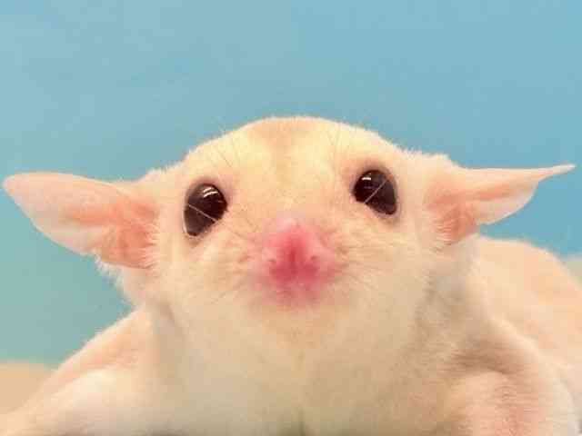 
                    フクロモモンガ