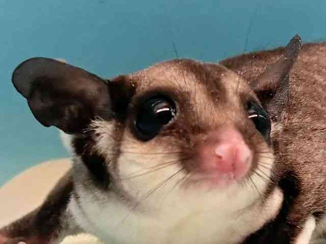 
                    フクロモモンガ