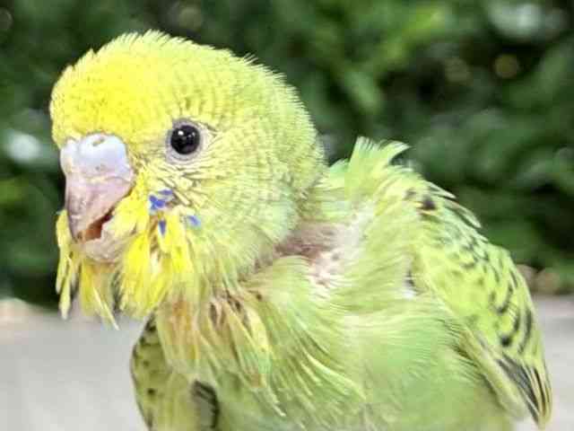 
                    セキセイインコ