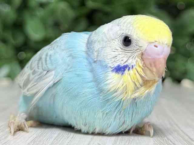 
                    セキセイインコ