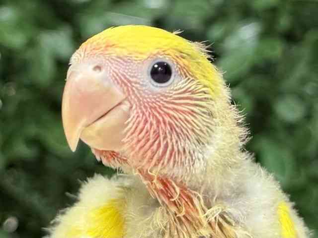 
                    コザクラインコ