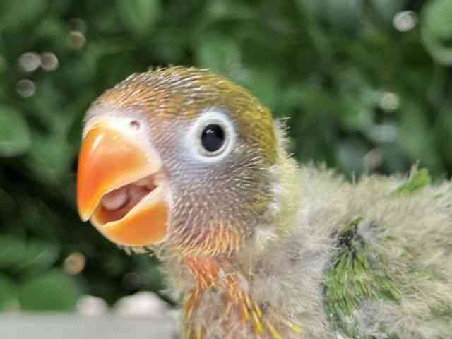 
                    ボタンインコ