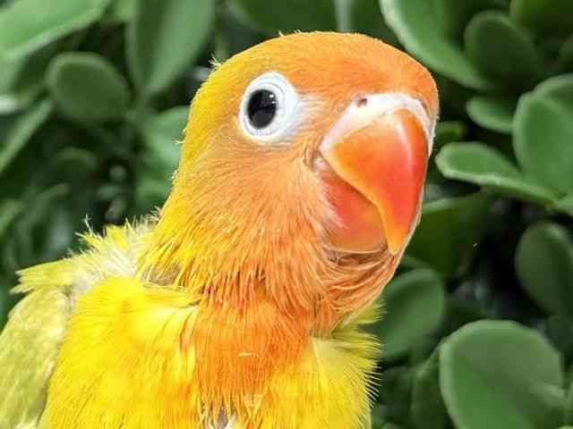 
                    ボタンインコ