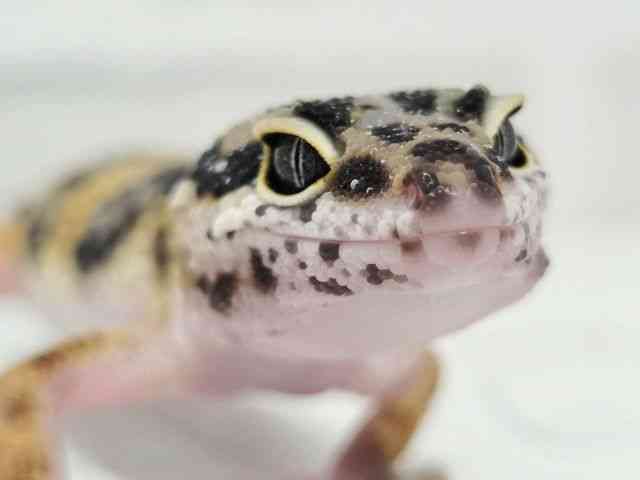 ヒョウモントカゲモドキ