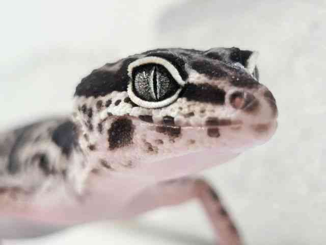 ヒョウモントカゲモドキ