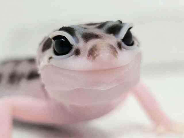 ヒョウモントカゲモドキ
