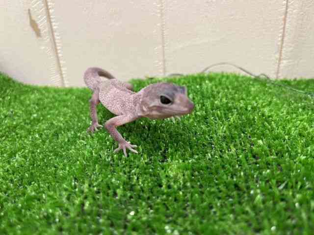 ヒョウモントカゲモドキ
