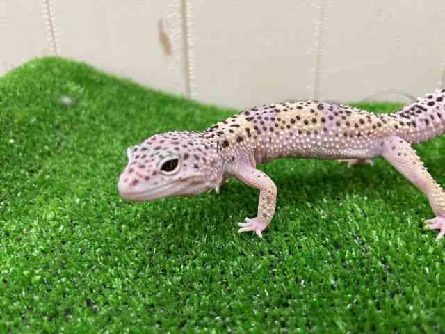 ヒョウモントカゲモドキ