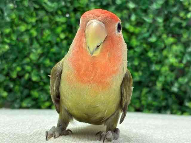 
                    コザクラインコ