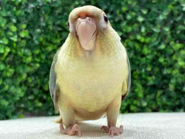 
                    ワキコガネイロウロコインコ