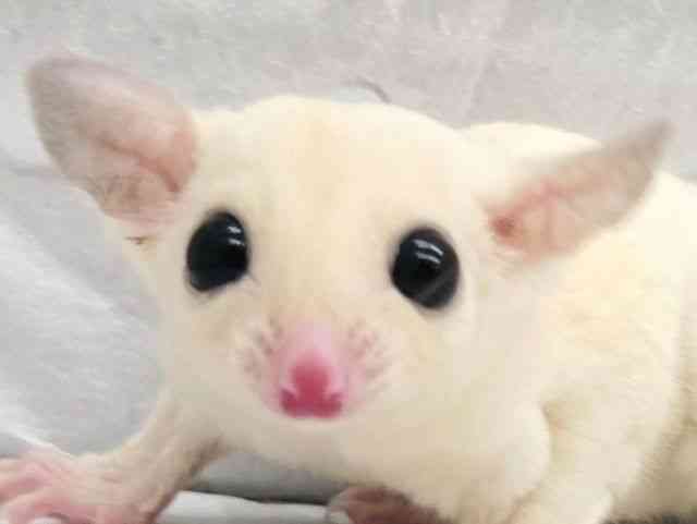 
                    フクロモモンガ