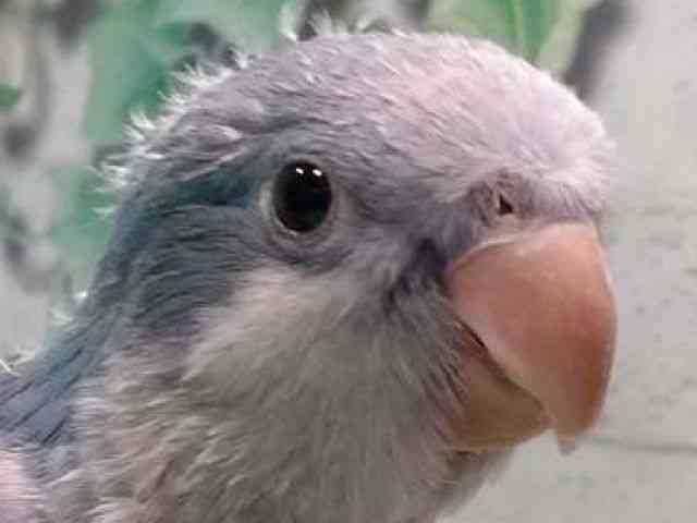 
                    オキナインコ