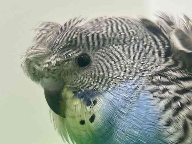 
                    羽衣セキセイインコ